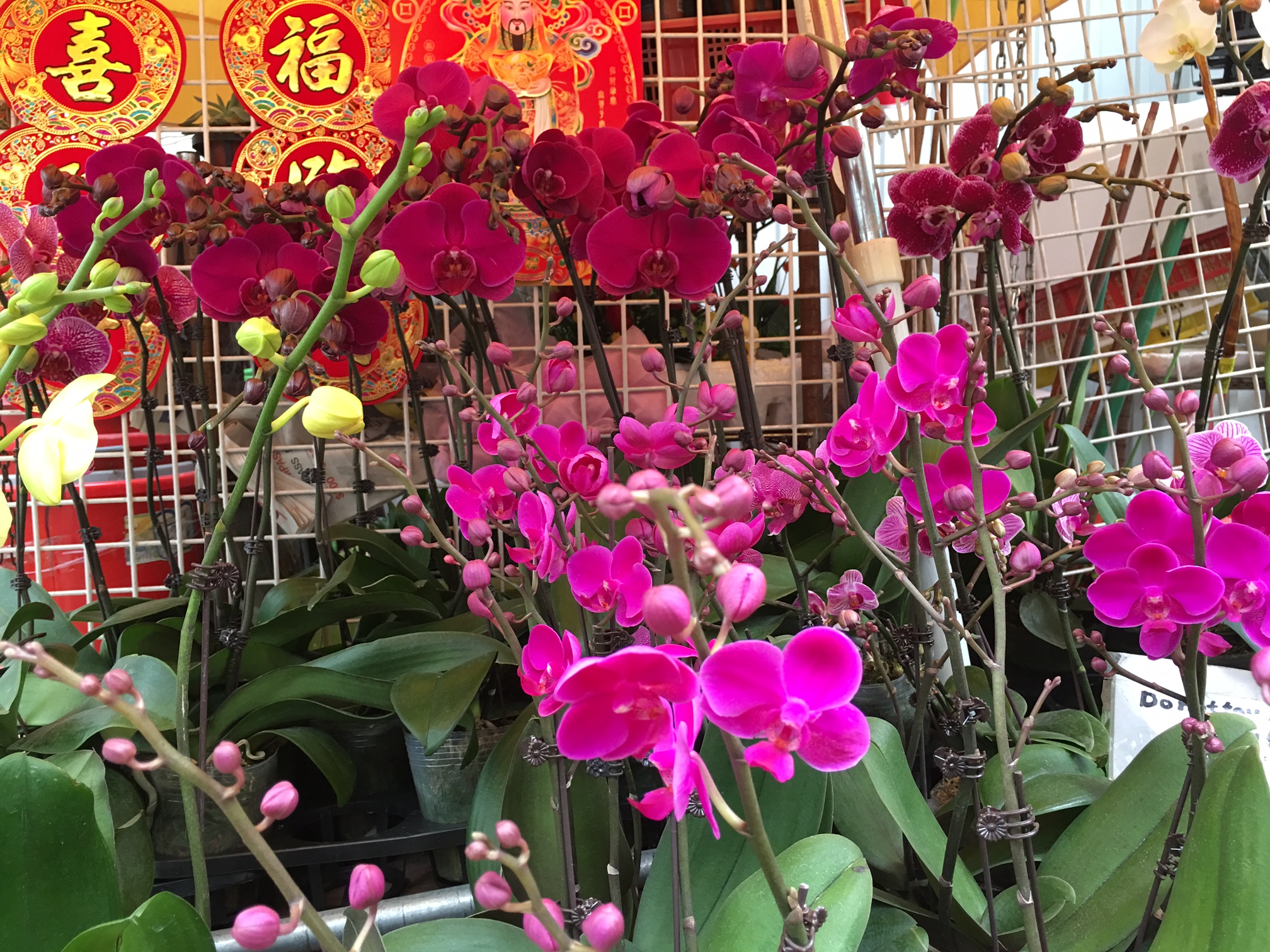 Chinese New Year in Hong Kong | The Roger Thomas Collection